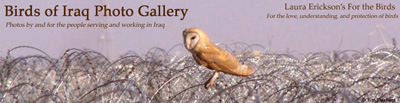 Birds of Iraq Gallery header