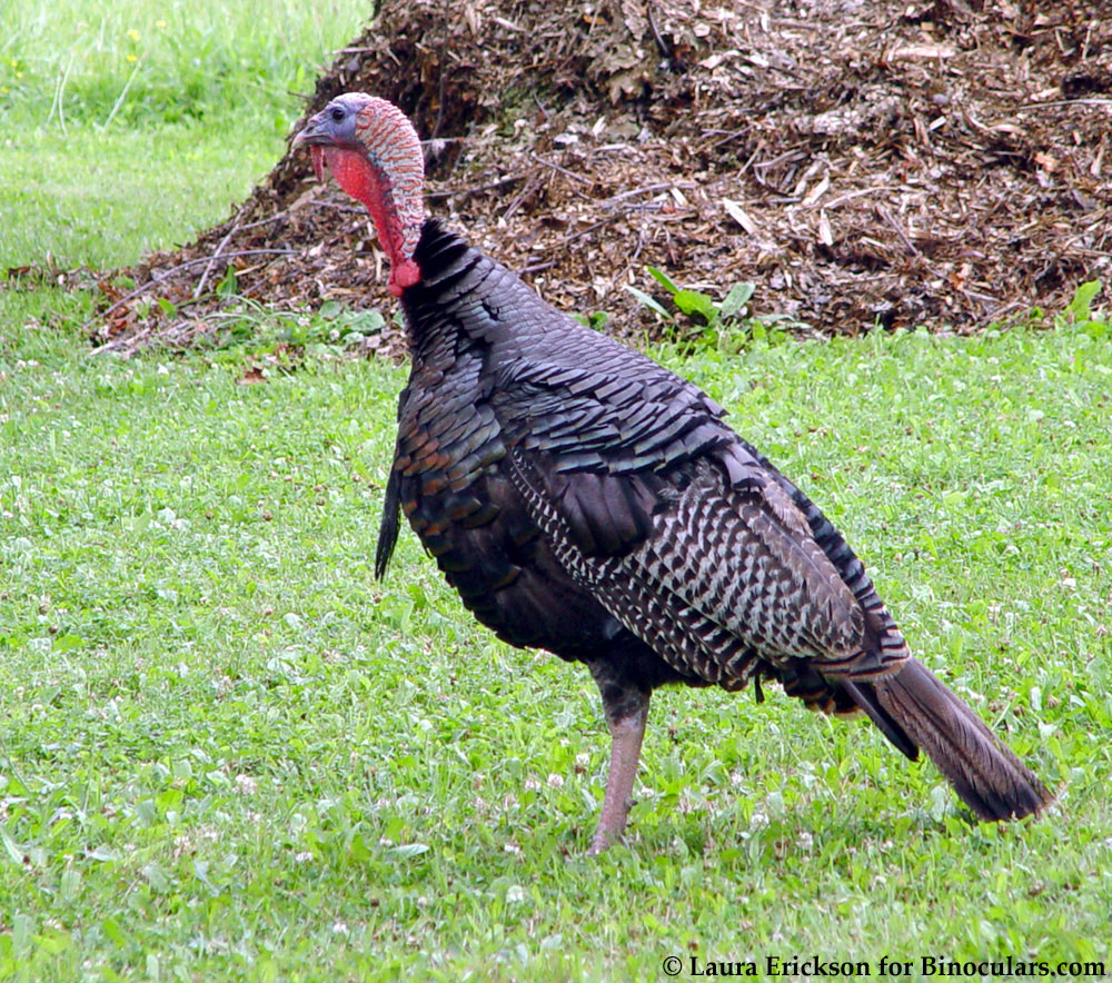 Top 101+ Images show me a picture of a wild turkey Completed