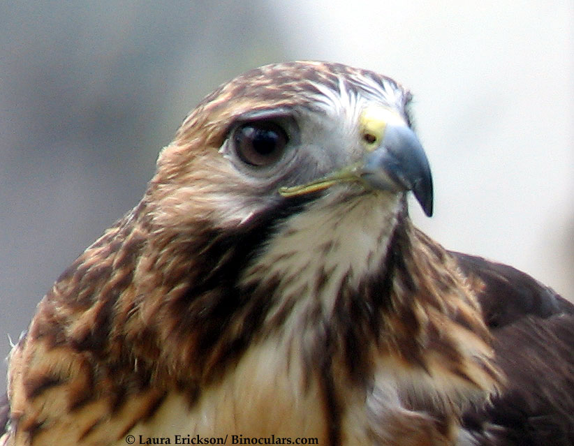 Laura's Red-tailed Hawk photos