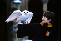 Harry holding Hedwig from the movie