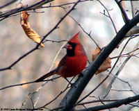 Male cardinal in tree, Minnesota Valley NWR