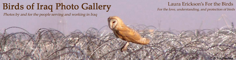 Birds of Iraq Photo Gallery header