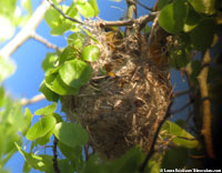 Baltimore Oriole building nest