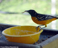 Baltimore Oriole by Laura Erickson