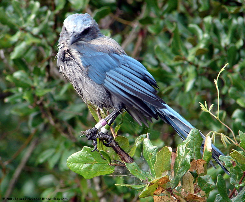 Laura's Birding Blog: Some of My Experiences with Scrub Jays