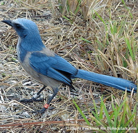 Scrub Jay (Aphelocoma coerulescens)