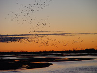 Sandhill Cranes by Laura Erickson