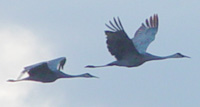 Sandhill Cranes by Laura Erickson