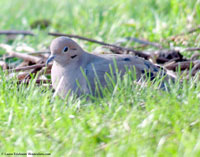 Mourning Dove by Laura Erickson