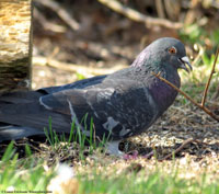Rock Pigeon photo by Laura Erickson