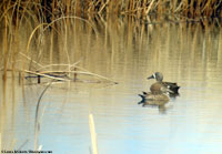Blue-winged Teal photo by Laura Erickson