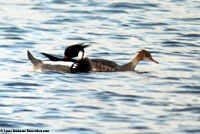 Red-breasted Merganser photo by Laura Erickson
