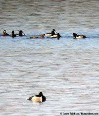 Ring-necked Duck photo by Laura Erickson