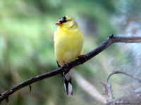 American Goldfinch photo by Laura Erickson