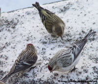 Finches photo by Laura Erickson
