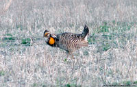 Greater Prairie-Chicken