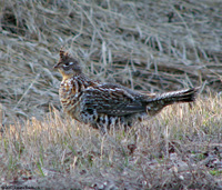 Ruffed Grouse Port Wing, April 20, 2007
