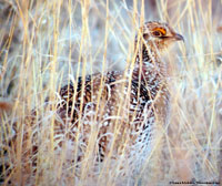 Sharp-tailed Grouse photo by Laura Erickson