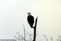 Bald Eagle photo by Laura Erickson