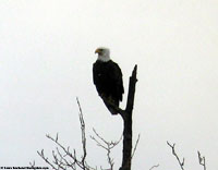 Bald Eagle photo by Laura Erickson