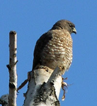 Cooper's Hawk photo by Laura Erickson