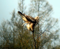 Rough-legged Hawk photo by Laura Erickson