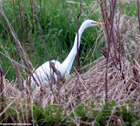 Great Egret photo by Laura Erickson
