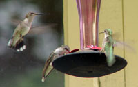 Ruby-throated Hummingbird photo by Laura Erickson
