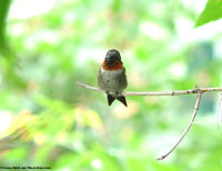 Ruby-throated Hummingbird photo by Laura Erickson
