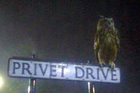 Ealge Owl on Privet Drive sign