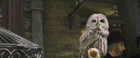 Great Gray Owl in Diagon Alley