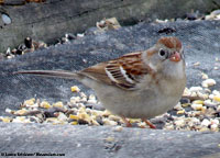 Field Sparrow photo by Laura Erickson