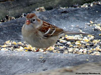 Field Sparrow photo by Laura Erickson