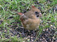 Female cardinal on ground, Minnesota Valley NWR