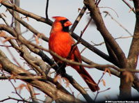 Male cardinal in a tree, Minnesota Valley NWR