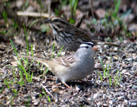 White-crowned Sparrow photo by Laura Erickson