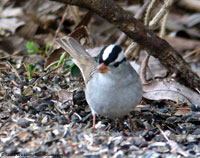 White-crowned Sparrow photo by Laura Erickson